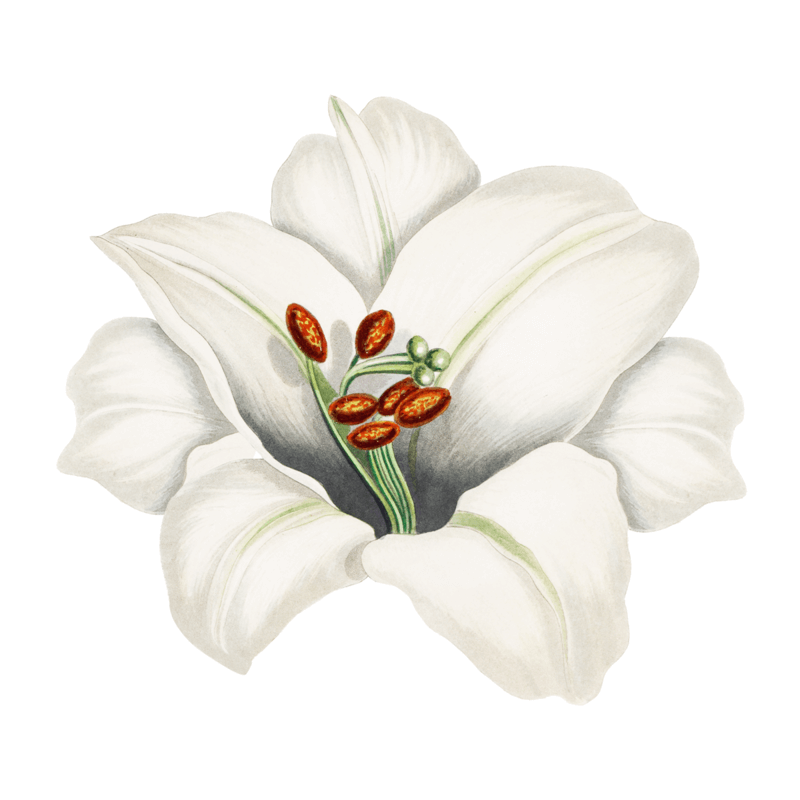 image-from-rawpixel-id-2449185-png