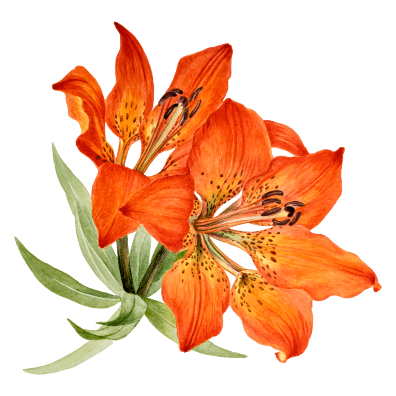 image-from-rawpixel-id-2617321-png